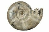 Polished, Sutured Ammonite (Eotetragonites?) Fossil - Madagascar #246219-1